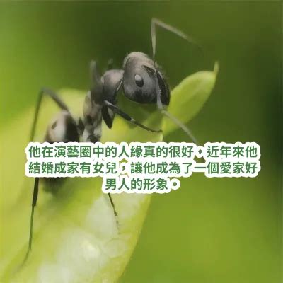 夢見紅螞蟻